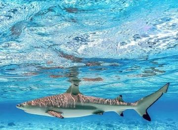 french-polynesia/raiatea/attraction/araarapupu-point