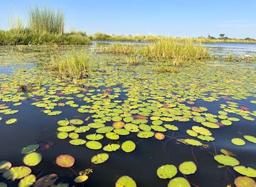 botswana/okavango-delta/attraction/daunara-okmct-mokoro-station