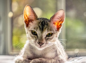 turks-and-caicos-islands/turtle-cove-marina/attraction/turks-and-caicos-society-for-the-prevention-of-cruelty-to-animals-tcspca