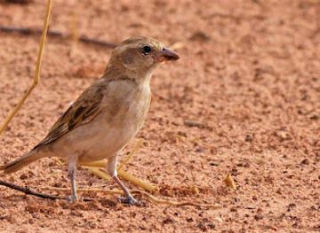 senegal/niokolo-koba-national-park/attraction/parc-niokolon-koba
