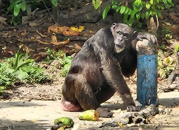 liberia/grand-bassa-county/attraction/second-chance-chimpanzee-refuge-island-1