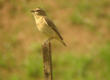 rwanda/musanze-caves/attraction/kiguhu-birdwatching-wetland