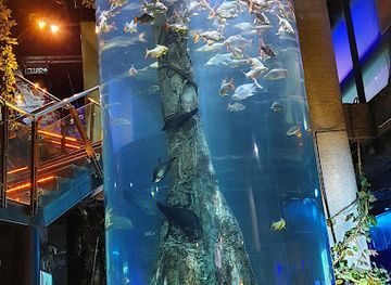 malaysia/kuala-lumpur/bangsar/attraction/aquaria-klcc