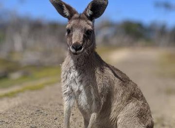 australia/mornington-peninsula/attraction/kangaroo-feed-point-part-of-phillip-island-wildlife-park