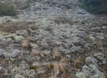 latvia/pape-nature-reserve/attraction/pavilosta-grey-dune