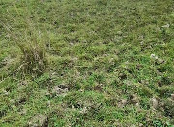 bangladesh/lawachara-national-park/attraction/doldola-bil