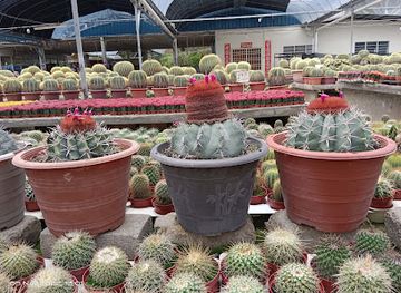 malaysia/pahang/attraction/cactus-point-brinchang-pahang