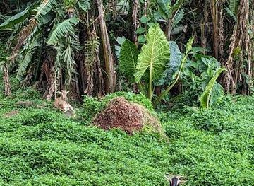 french-polynesia/tahiti/attraction/afareaitu