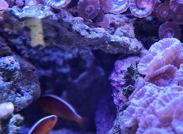 egypt/hurghada/attraction/korallenriffe-nahe-orangebay