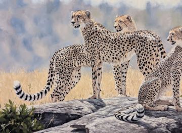 florida/st-petersburg-beach/attraction/the-james-museum-of-western-wildlife-art