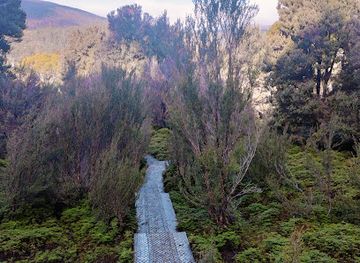 australia/cradle-mountain-lake-st-clair-national-park/attraction/king-billy-tree