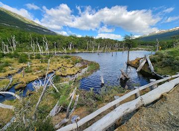 argentina/ushuaia/attraction/beaver