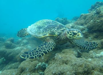maldives/ukulhas/attraction/turtle-view-point