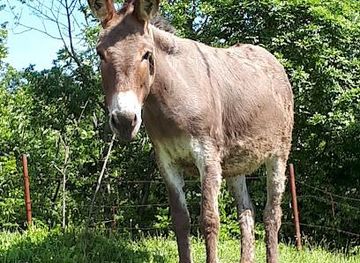 montenegro/perast/attraction/farma-magaraca-martinici