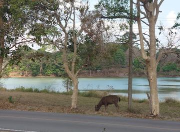 thailand/khao-yai/attraction/national-heritage-tree