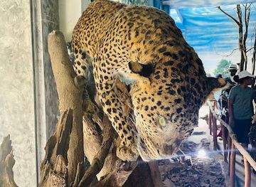 sri-lanka/pinnawala-elephant-orphanage/attraction/zoo-museum