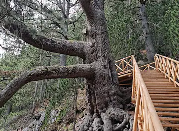 Baikushev's pine