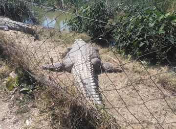 zimbabwe/mashonaland-east/attraction/crocodile-farm