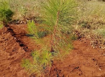 malawi/dzalanyama-forest-reserve/attraction/pine-farms