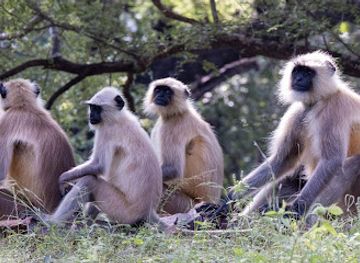 india/ranthambore/attraction/wild-rajasthan