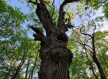 poland/warta-mouth-national-park/attraction/dab-stanislaw