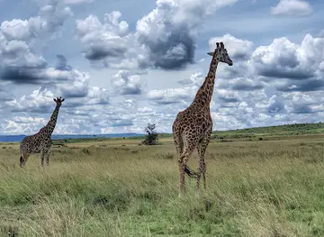 Maasai Mara (Musiala Gate)