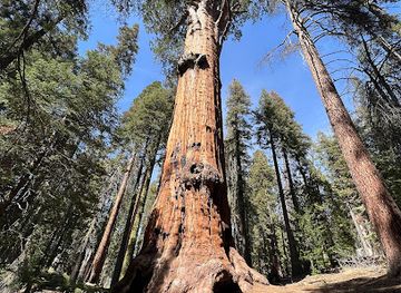 california/sequoia-national-park/attraction/chief-sequoyah-tree
