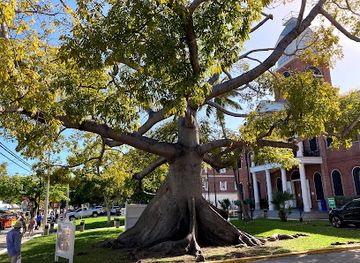 florida/key-west/attraction/the-kapok-tree
