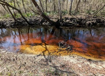 florida/santa-fe-river/attraction/santa-fe-river-preserve