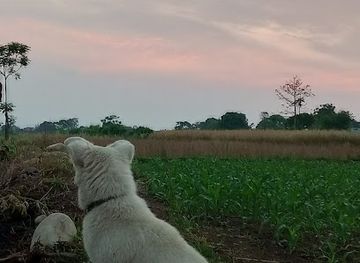 nepal/chitwan-national-park/attraction/tarakari-bari