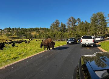 Custer State Park Wildlife Loop Road
