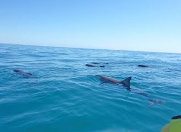 australia/noosa/attraction/epic-ocean-adventures-noosa