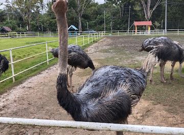 malaysia/perlis/attraction/ladang-burung-unta-perlis-ostrich-farm