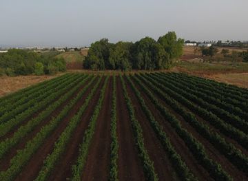 israel/jezreel-valley/attraction/sarig-estate-winery