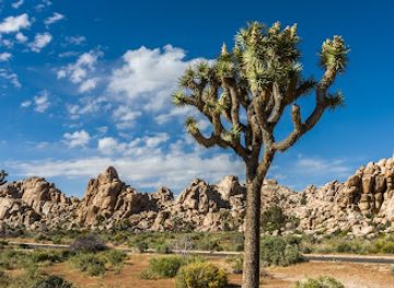 california/southern-california/attraction/joshua-tree-national-park