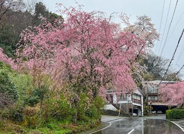japan/hakone/attraction/weeping-cherry-tree-street