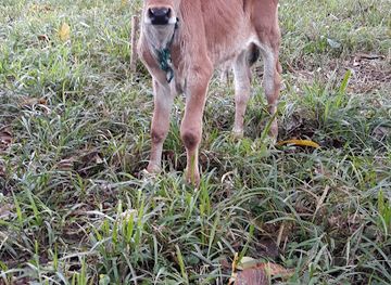 ecuador/cotopaxi-national-park/attraction/mountain-climbing-ecuador