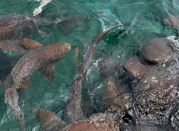 belize/san-pedro/san-pedro-town/attraction/shark-ray-alley