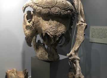 bolivia/cochabamba-valley/attraction/natural-history-museum-alcide-d-orbigny