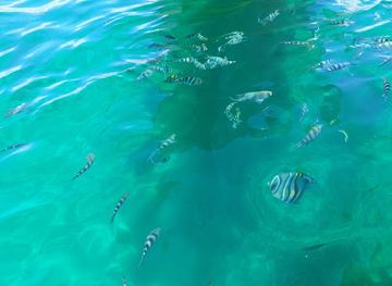 kenya/mombasa-beach/attraction/bamburi-coral-gardens-diving-spot