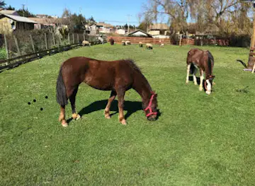 Granja central Pichilemu