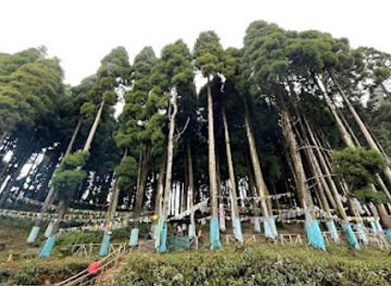 india/eastern-india/attraction/lava-pine-park