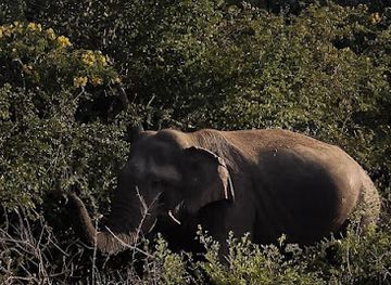 sri-lanka/udawalawe-national-park/attraction/udawalawe-national-park-safari-jeep-with-guide