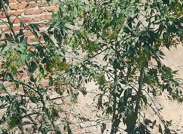 argentina/tigre/attraction/las-canitas