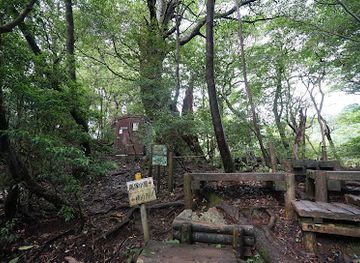 japan/yakushima/attraction/daio-sugi