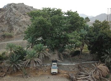 oman/ibri/attraction/large-baobab-tree