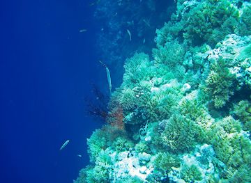 palau/jellyfish-lake/attraction/big-dropoff