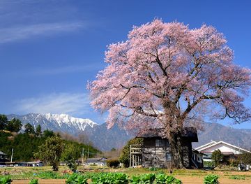 japan/iki/attraction/yamataka-jindai-zakura