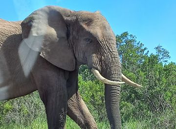 south-africa/eastern-cape/attraction/african-experience-gqebetha-tours-and-transfers