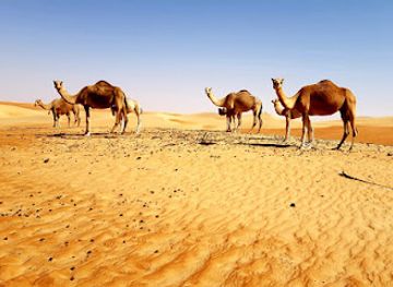 united-arab-emirates/rub-al-khali-empty-quarter/attraction/liwa-adventure-tours-safari-llc